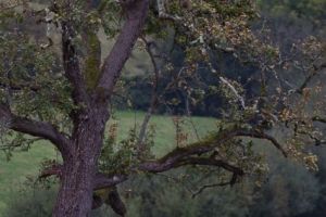 trail2016-283.jpg