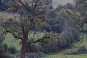 trail2016-245.jpg